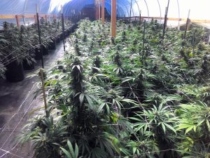 Cannabis growing in a hoophouse in Humboldt County