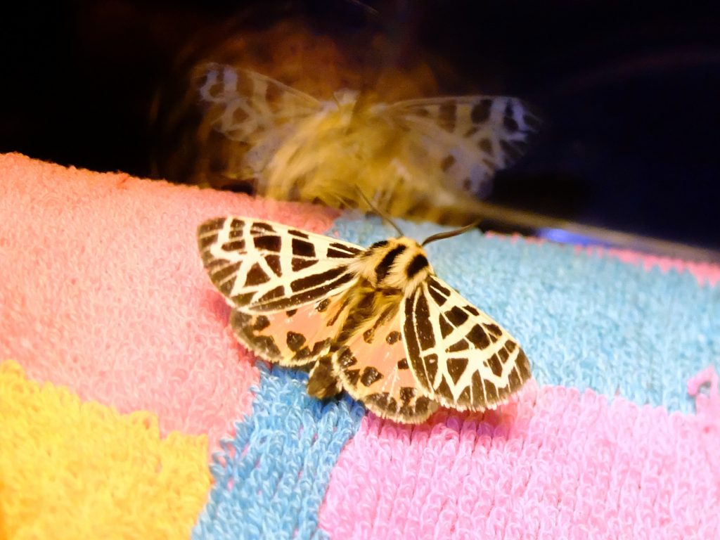 Ornate Tiger Moth (Grammia ornata)