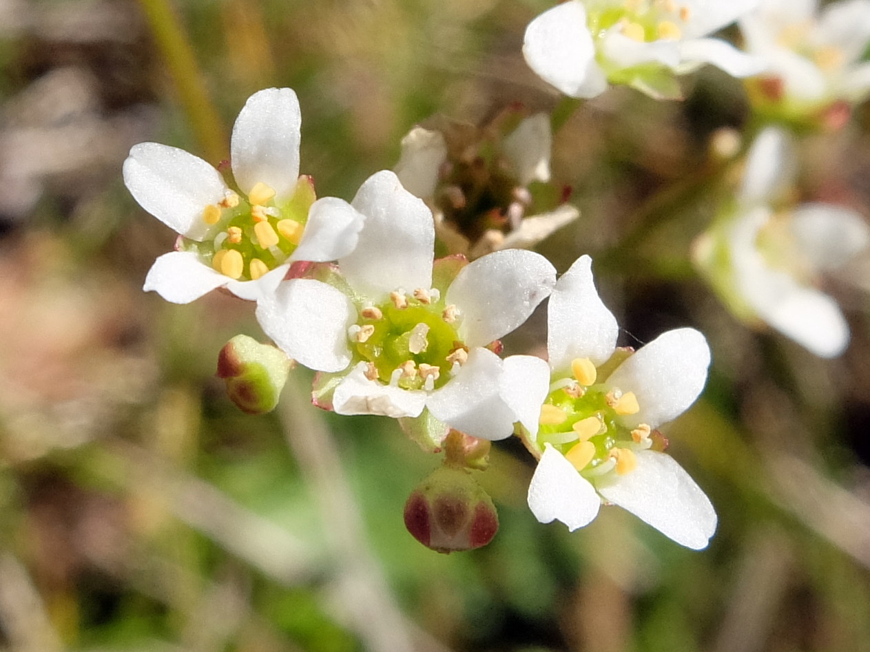 Micranthes integrifolia (Wholeleaf Saxifrage)