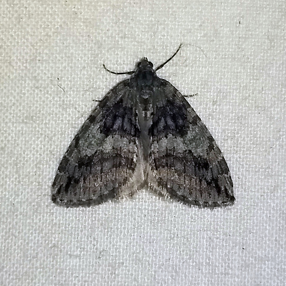 Moth, indoors at night