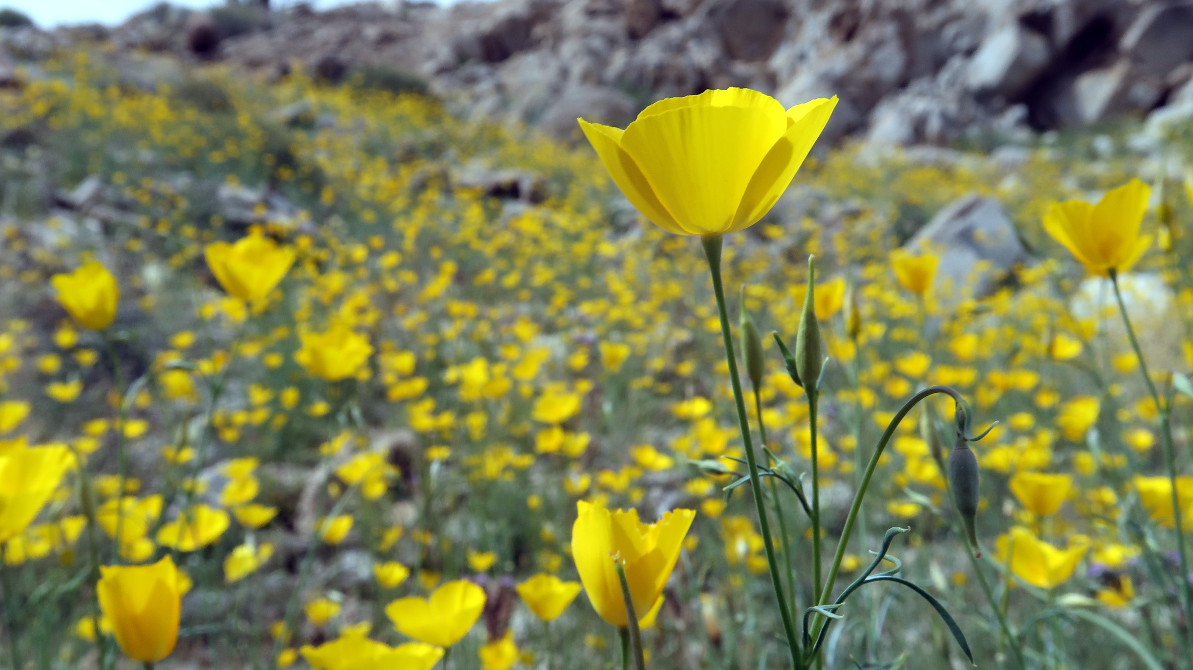 California Poppy in Anza-Borrego State Park, March 2019