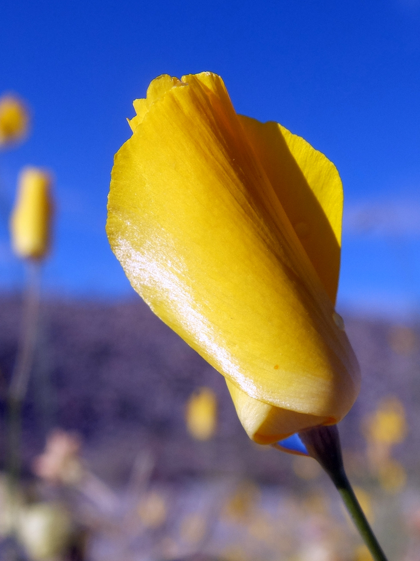 California Poppy in Anza-Borrego State Park, March 2019