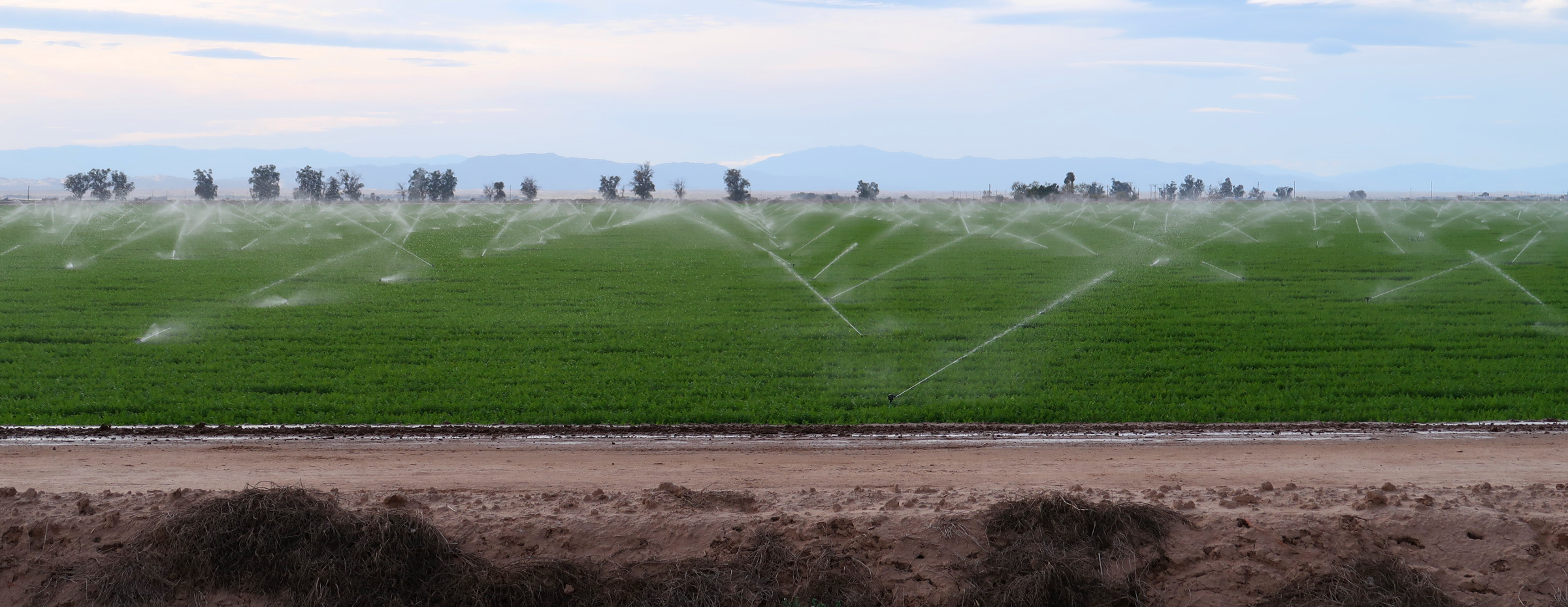 Irrigated field in southern California, in the desert near the Salton Sea