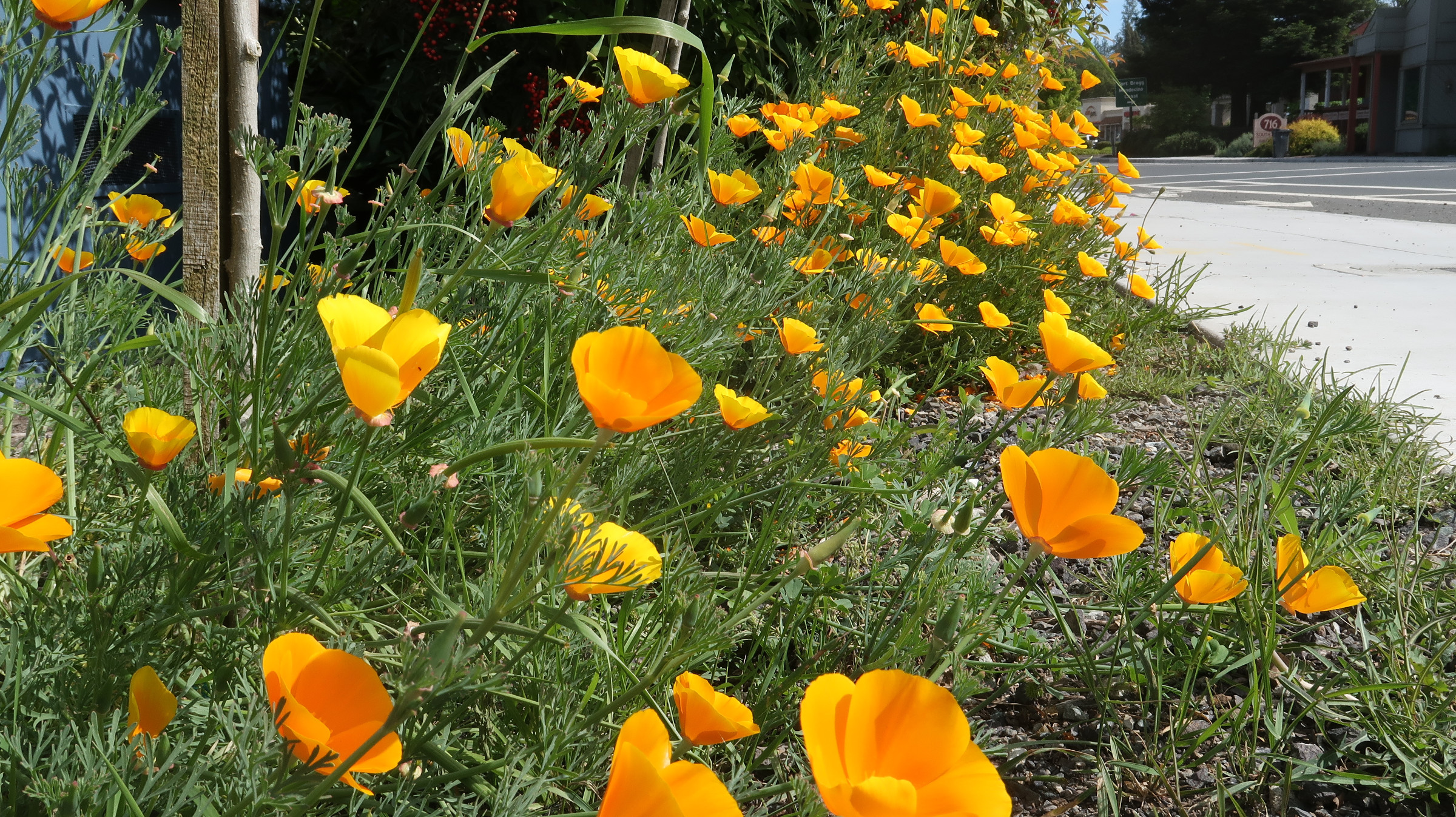 California Poppies in Willits, California