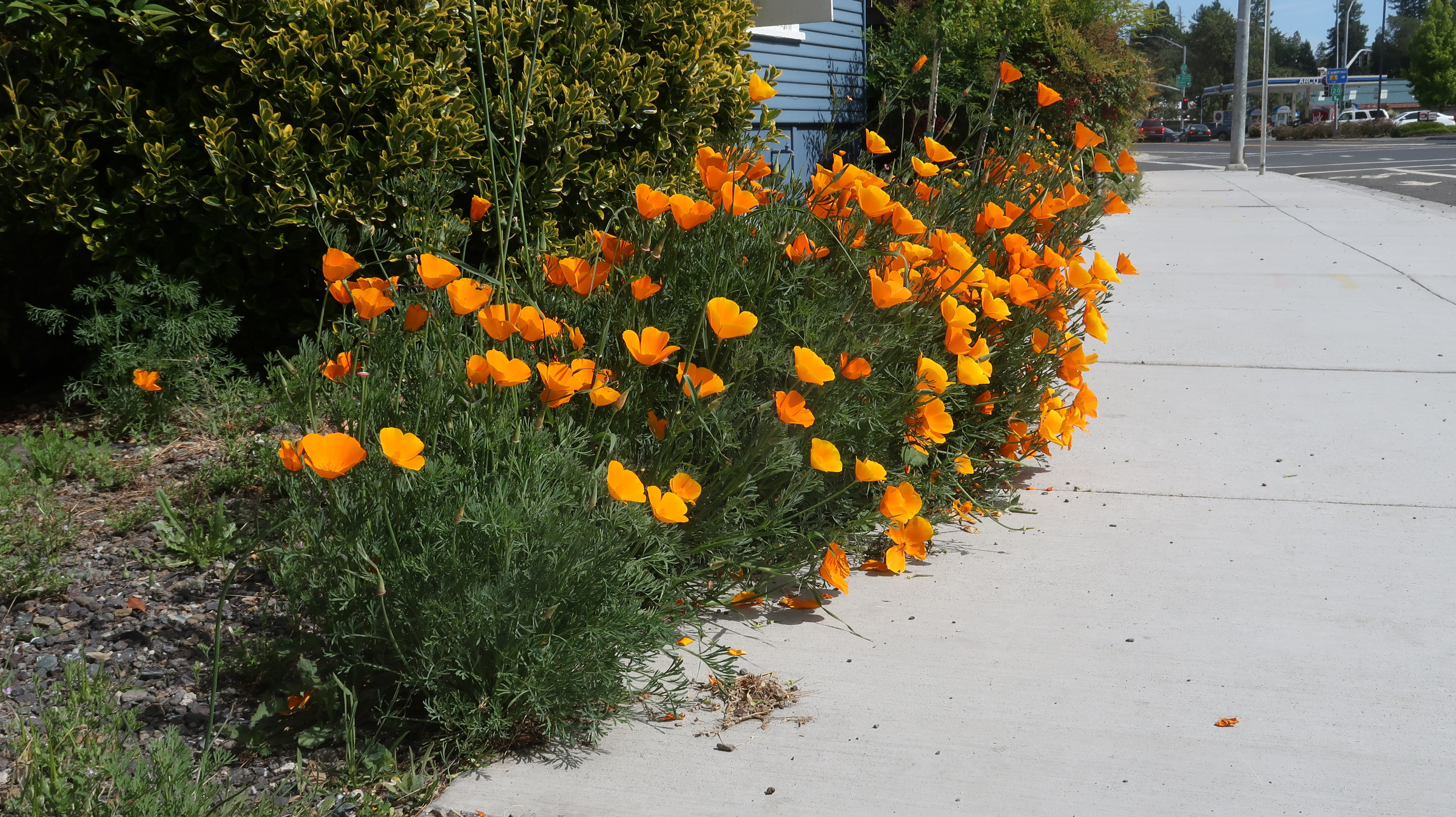 California Poppies in Willits, California