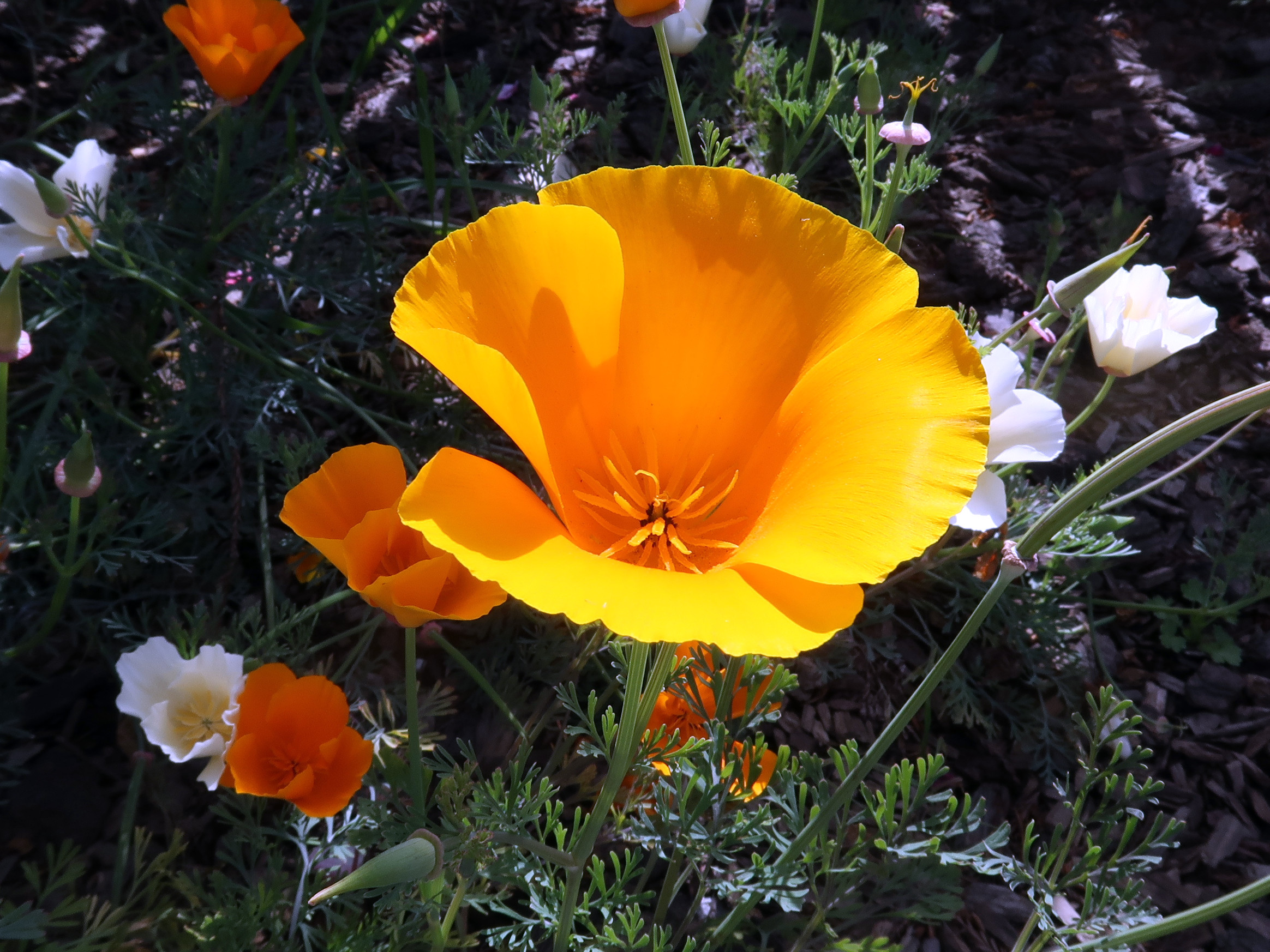 California Poppies in Willits, California - note the white flowers; they are a natural variation
