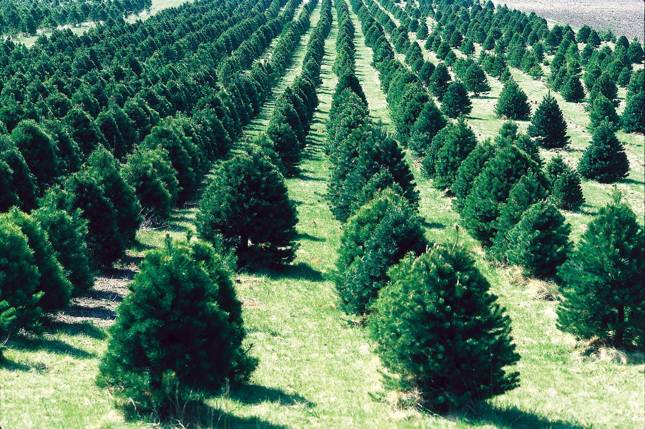 Christmas_tree_farm_IA