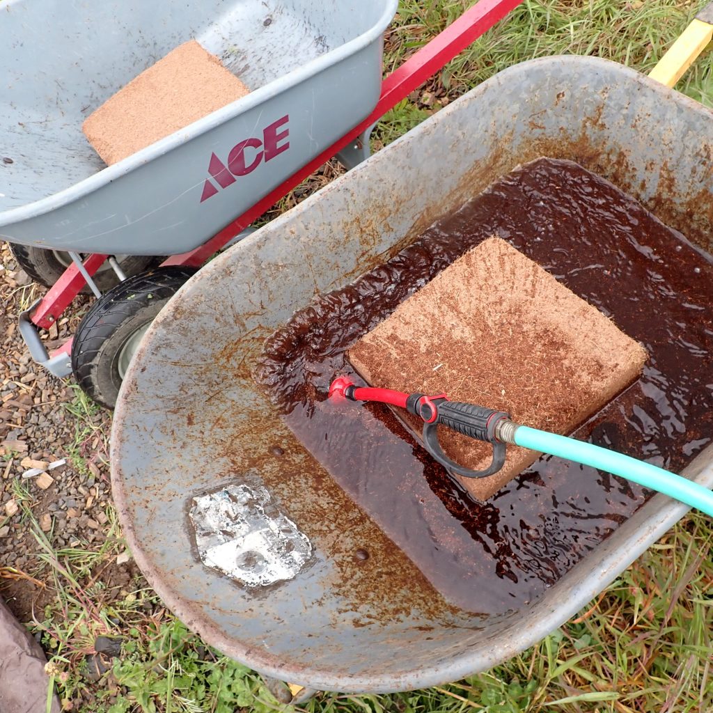 Adding water to Coir block in wheel barrow to rehydrate
