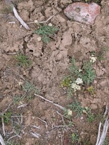 Photo 28: Lomatium nevadenses abundant in cracked soils