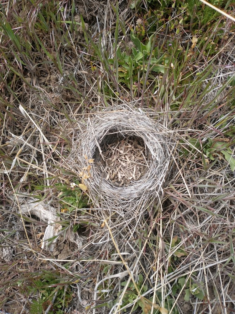 Photo 33: Nesting