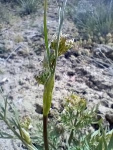 Photo 3: Yampa flower emergence (Perideridia bolanderii)