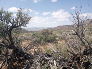 Thacker Pass viewed through frame of old growth Sage Bush (Artemisia tridentata)