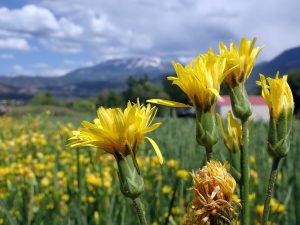 Scorzonera flowering at a farm in Paonia, Colorado