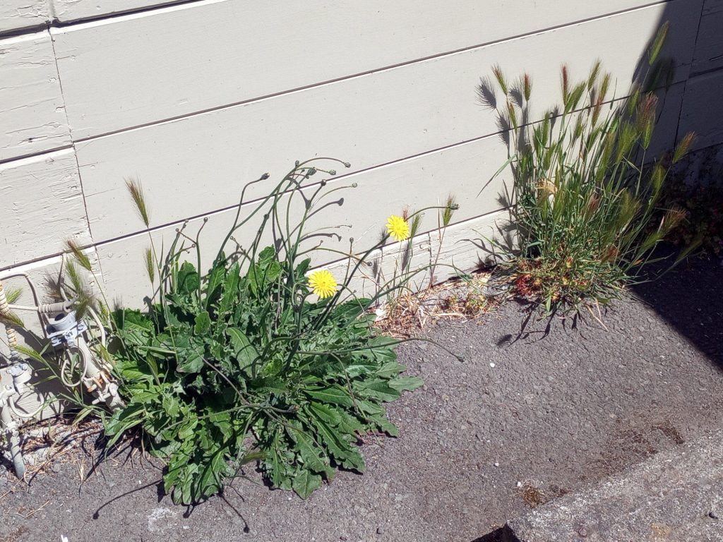 "Weeds" (aka "nature") in an alleyway in Ft. Bragg, CA [Photo by author]