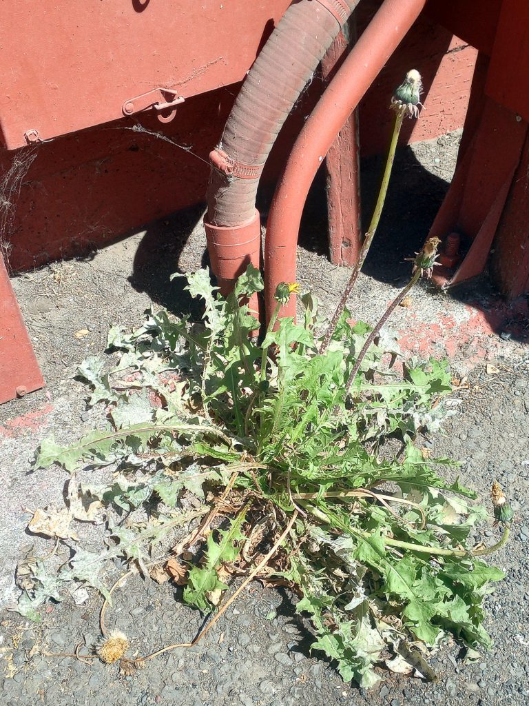 Dandelion in an alleyway in Ft. Bragg, CA [Photo by author]